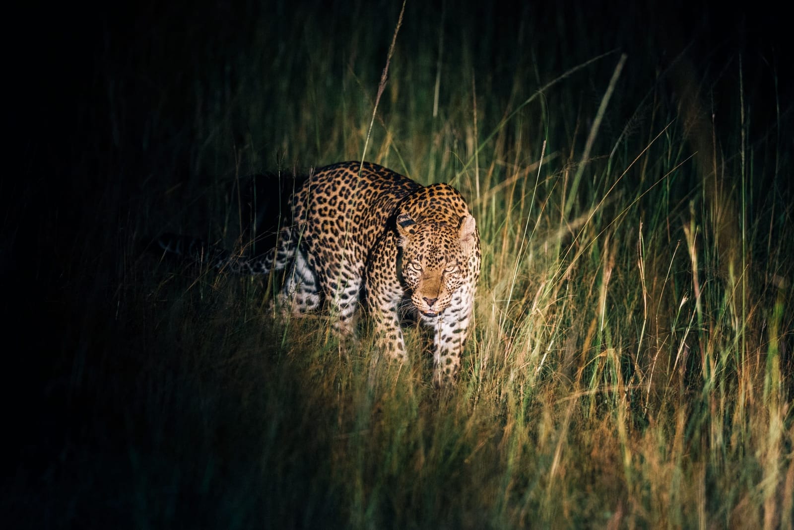 Nacht-Safari