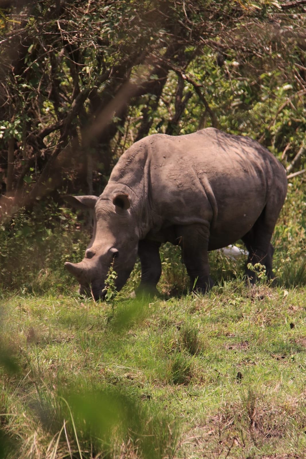 Nashorn-Tracking