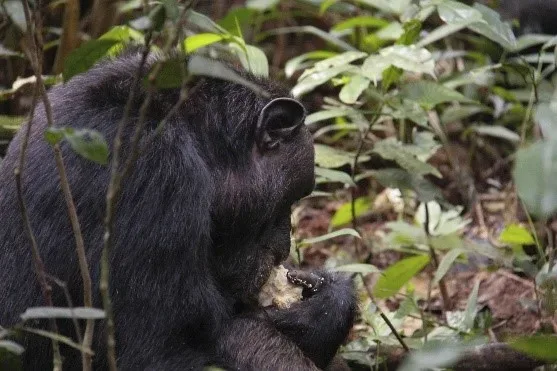 A chimpanzee feeding in Kibale Forest National Park