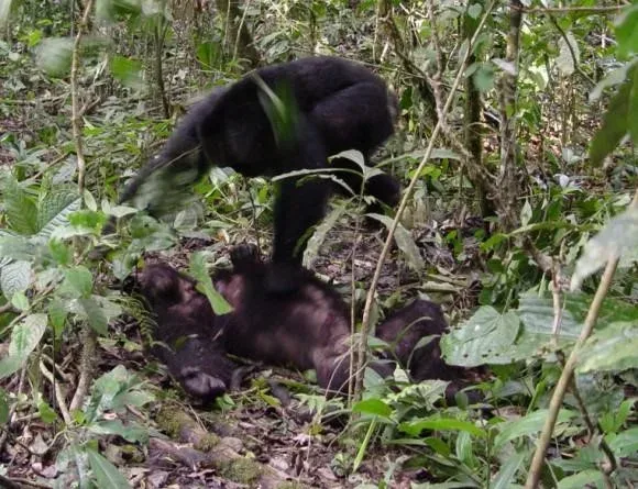 A chimpanzee that did not survive the ongoing conflict in Kibale