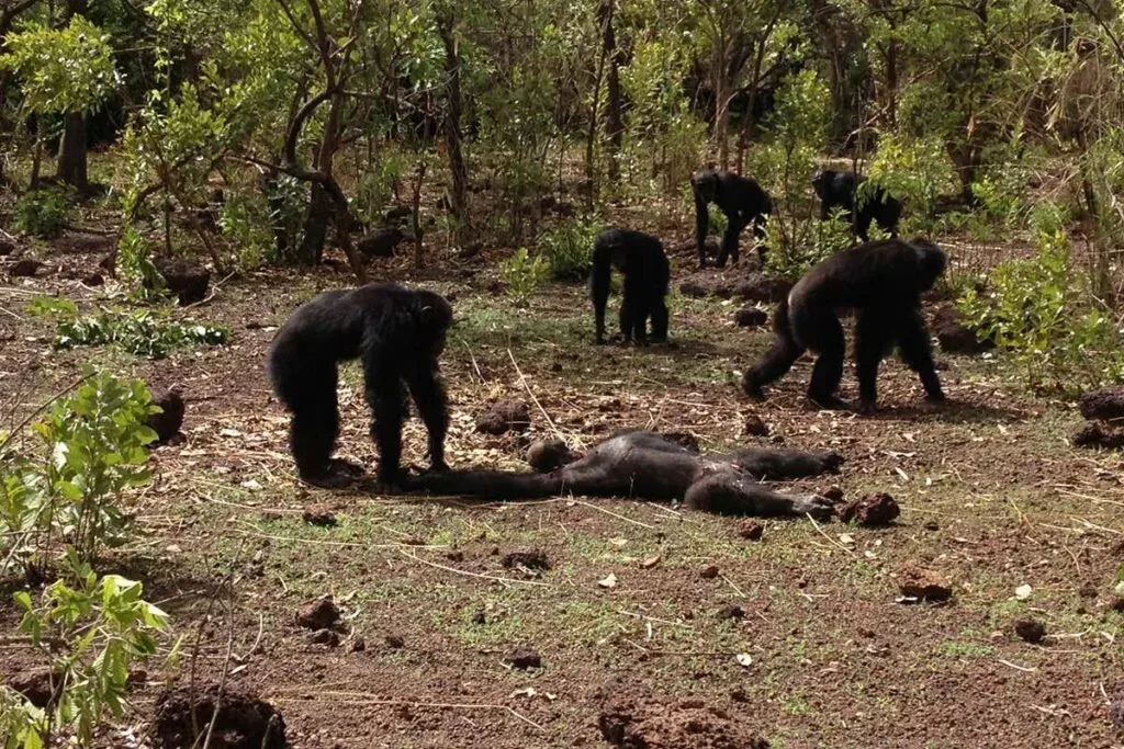 A chimpanzee that did not survive a confrontation with a rival group in Kibale