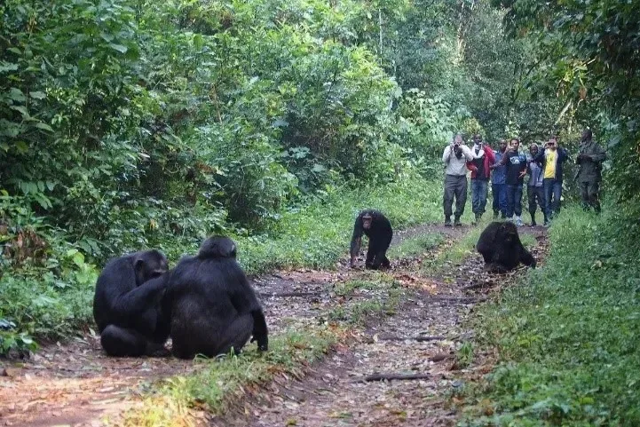 Tourists on a guided chimp trekking excursion in Kibale Forest