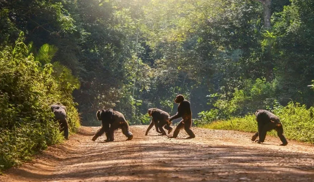 Two chimpanzees crossing a forest road in Kibale