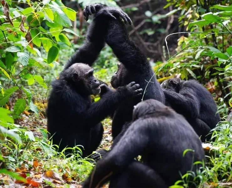Two chimpanzees grooming each other, reinforcing social bonds