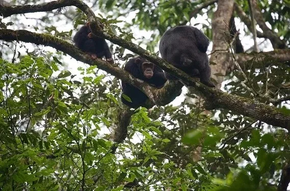 Chimpanzees resting on tree branches deep in Kibale Forest