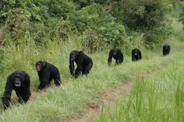 Male chimpanzees patrolling their territory during the ongoing conflict in Kibale