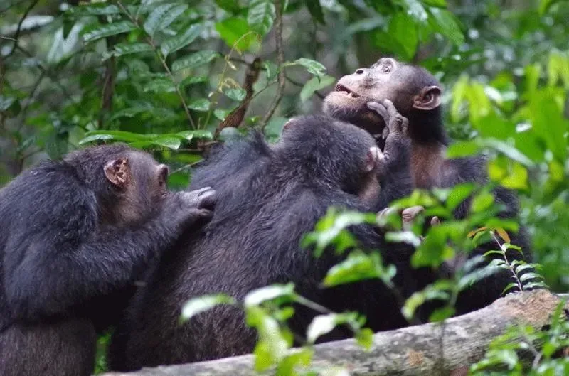 Two chimpanzees playing together in Kibale Forest
