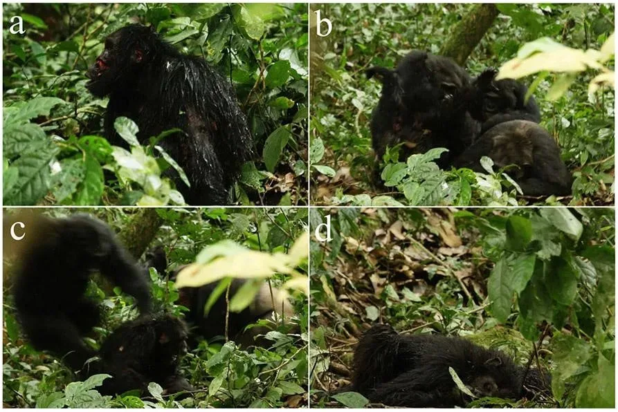 Researchers' field notes and studies on the Ngogo chimpanzee civil war