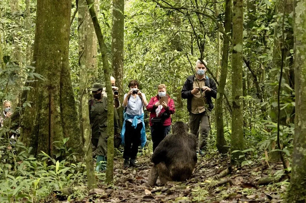 A close encounter with a chimpanzee in Kibale Forest National Park