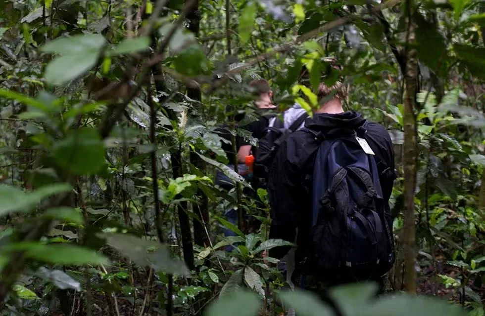 Tourists trekking chimpanzees in Budongo Forest
