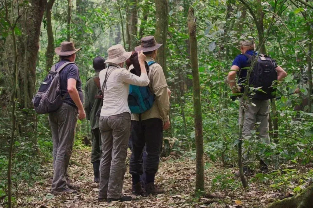 Tourists trekking chimpanzees in Kibale Forest