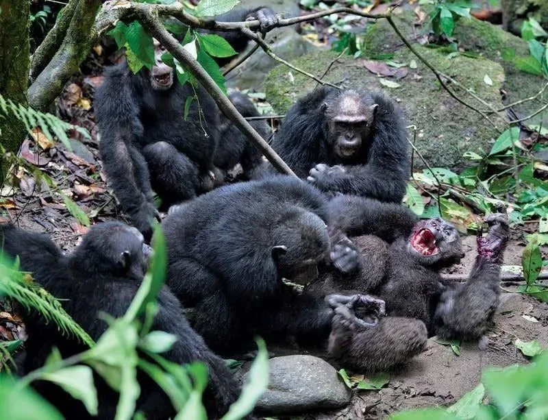 An injured chimpanzee following a territorial confrontation in Kibale