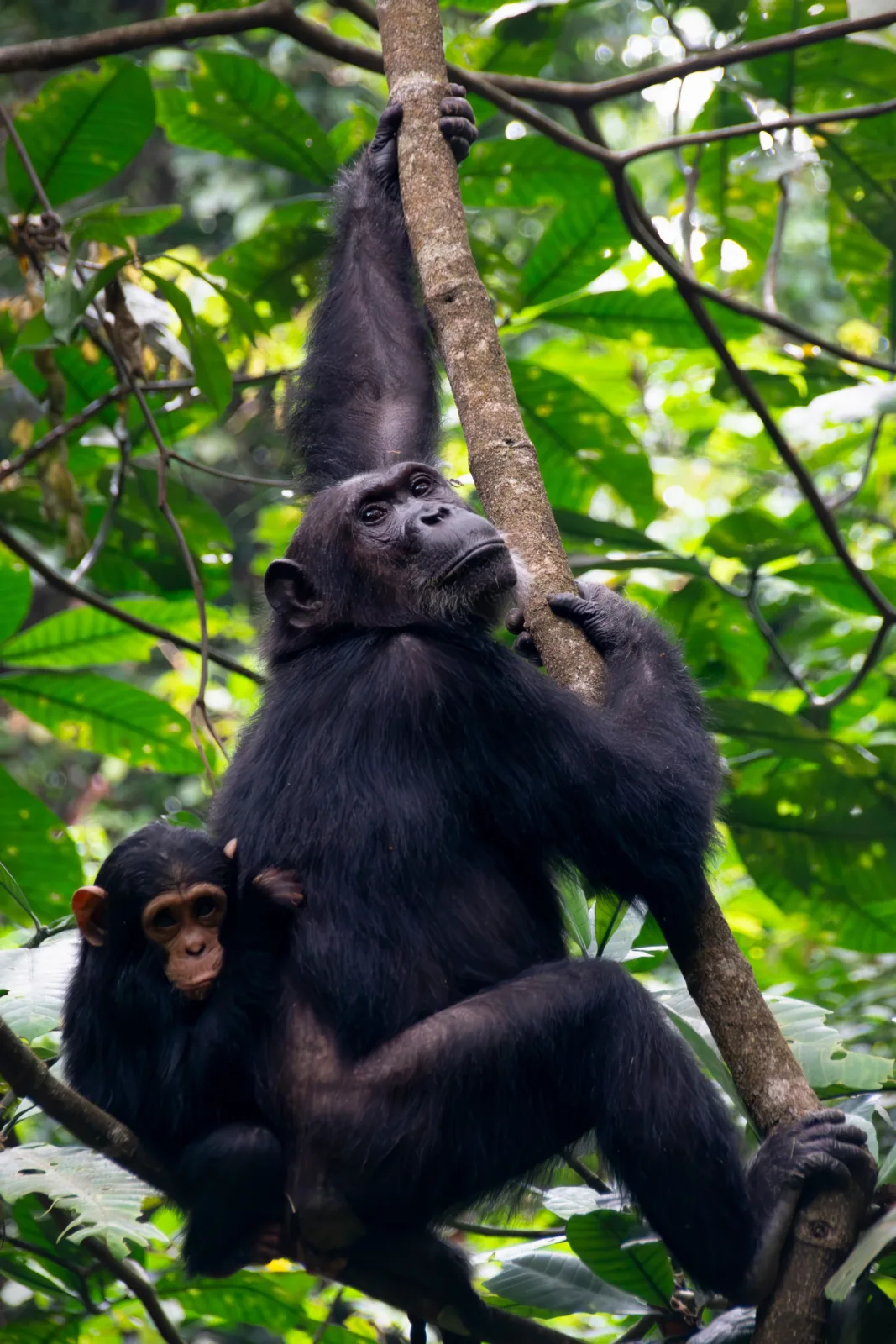 Chimpanzee Trekking