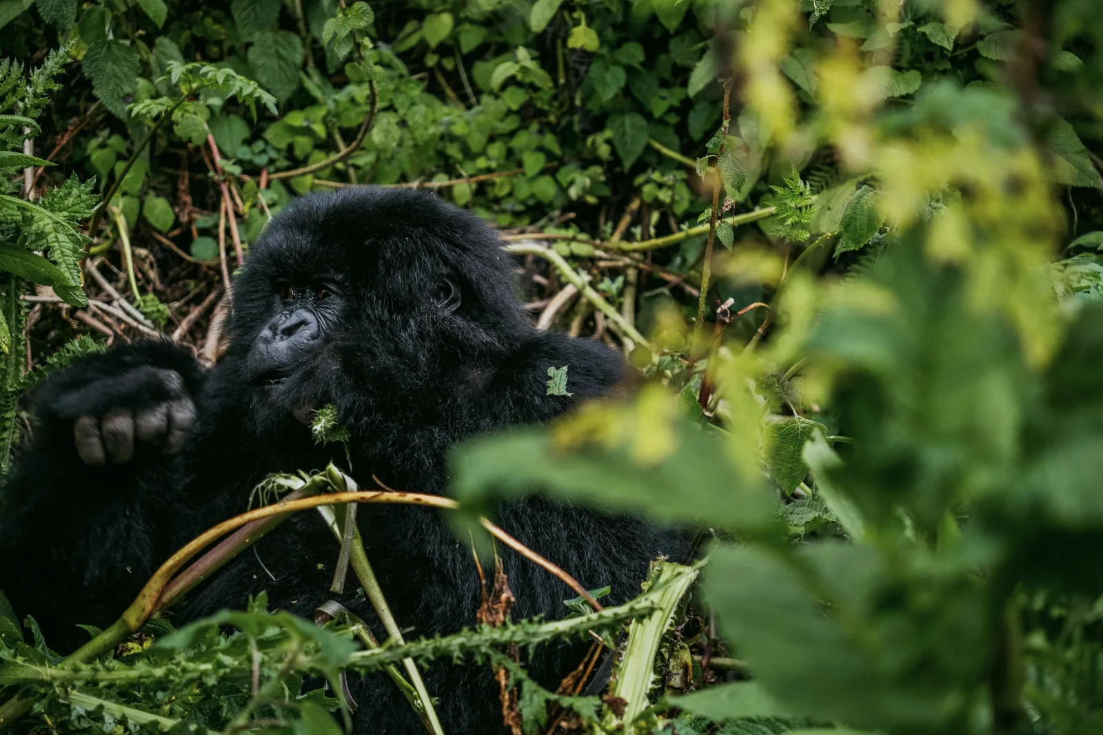 Gorilla Eating Tree Branches shown on the Bwindi Impenetrable National Park page.