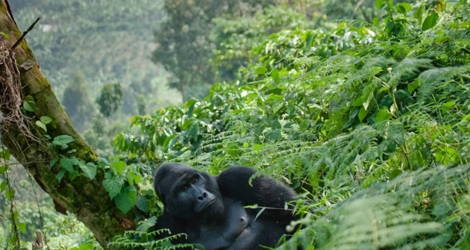 5-Day Primates of the Earth