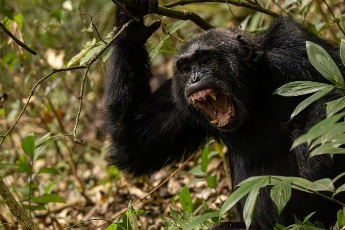 Chimpanzee Making Noise shown on the Kibale National Park page.