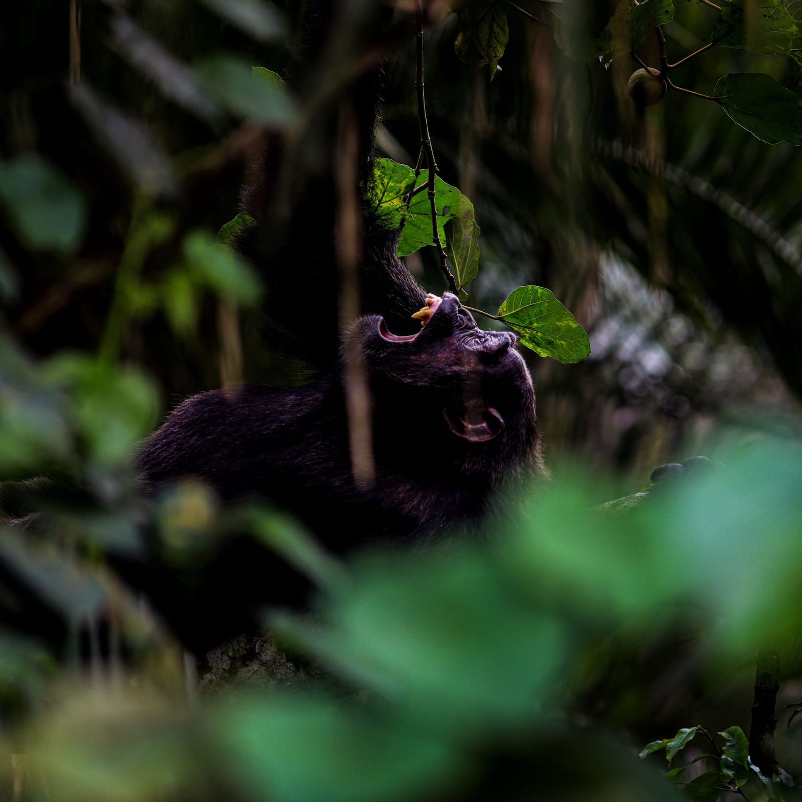 5-Day Primates of the Earth