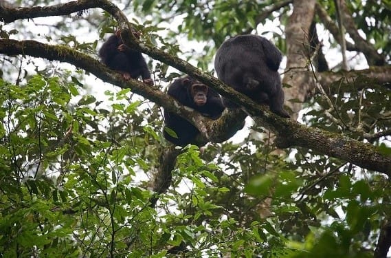 5-Day Primates of the Earth