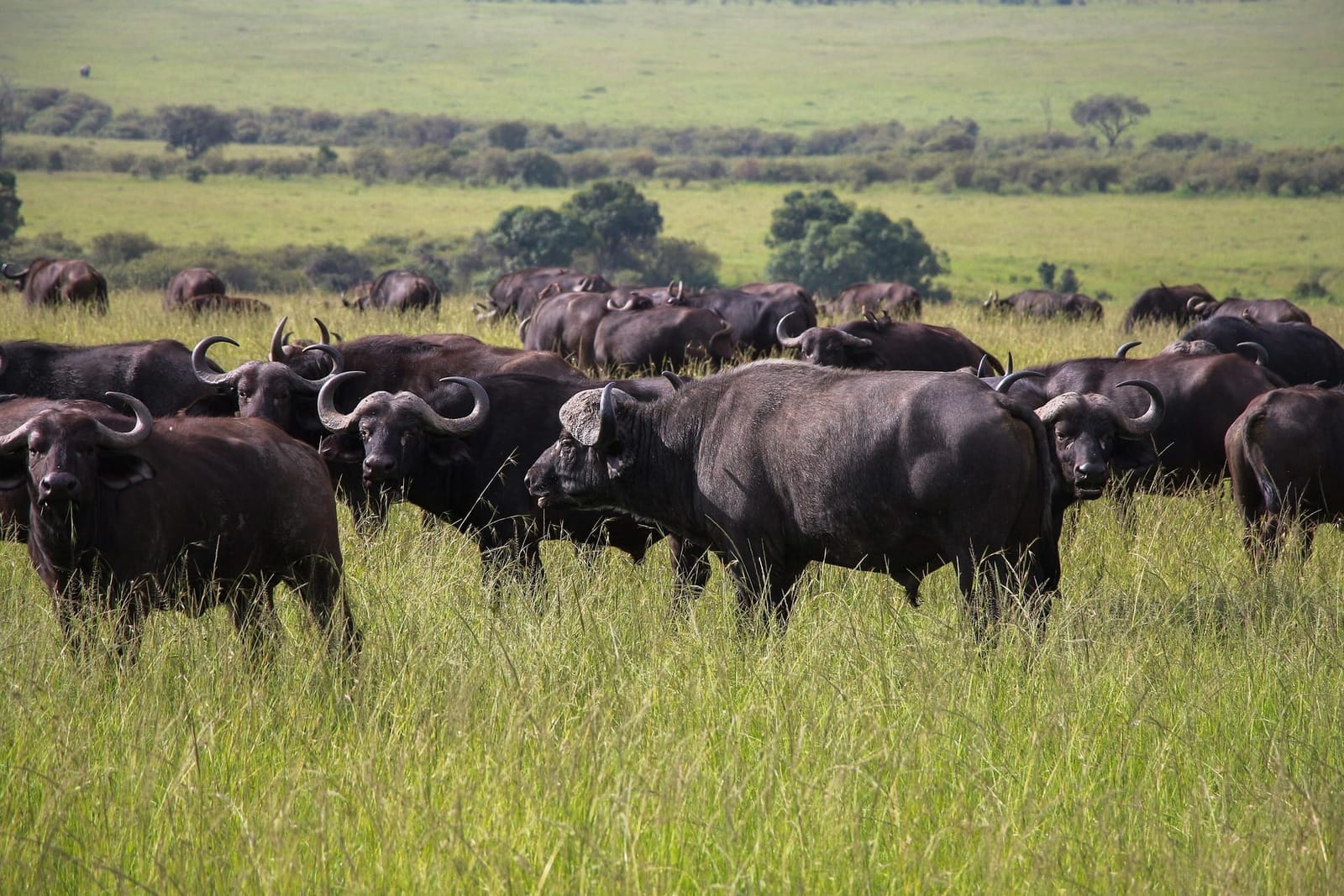 4-tägige Ultra-Luxus-Safari nach Kidepo mit Fluganreise