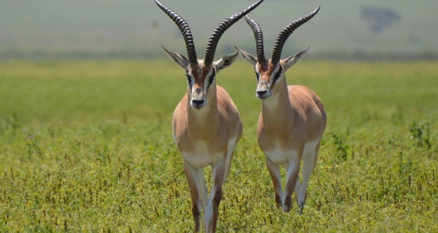 4-tägige Ultra-Luxus-Safari nach Kidepo mit Fluganreise