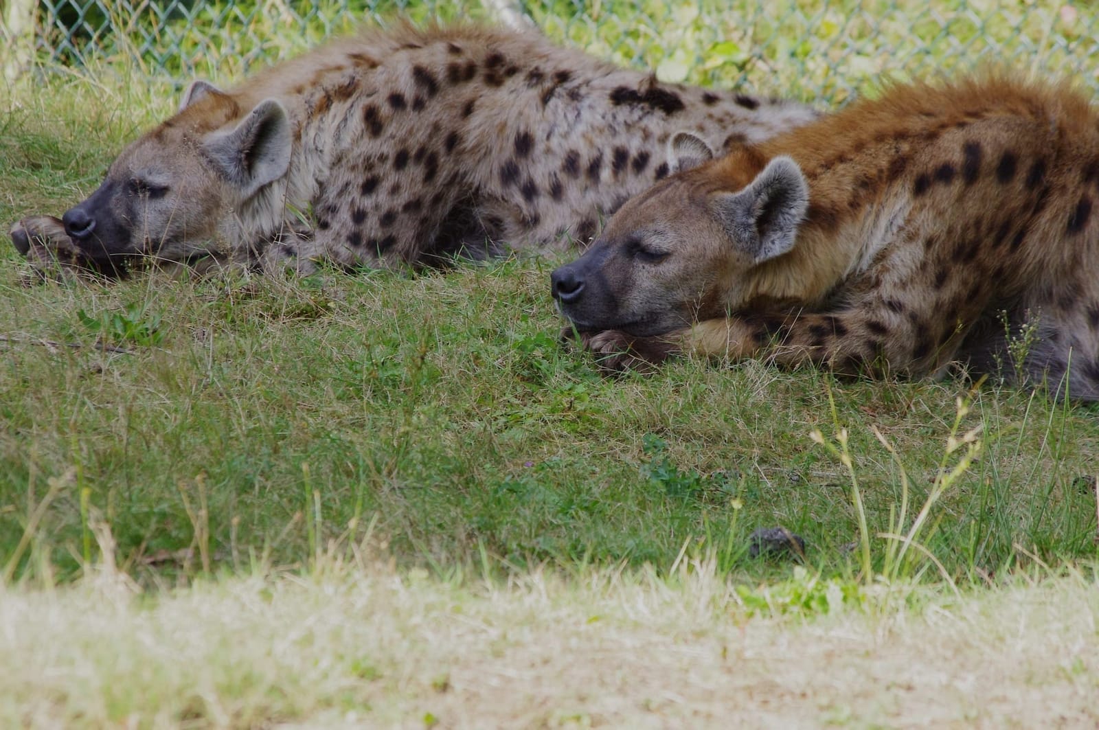 4-tägige Ultra-Luxus-Safari nach Kidepo mit Fluganreise