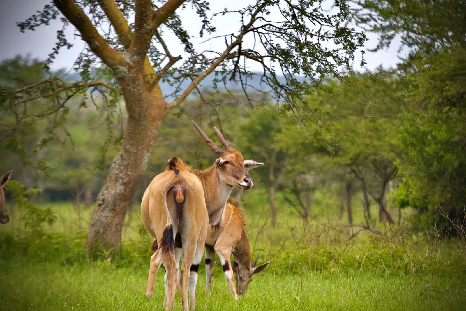 Common Eland