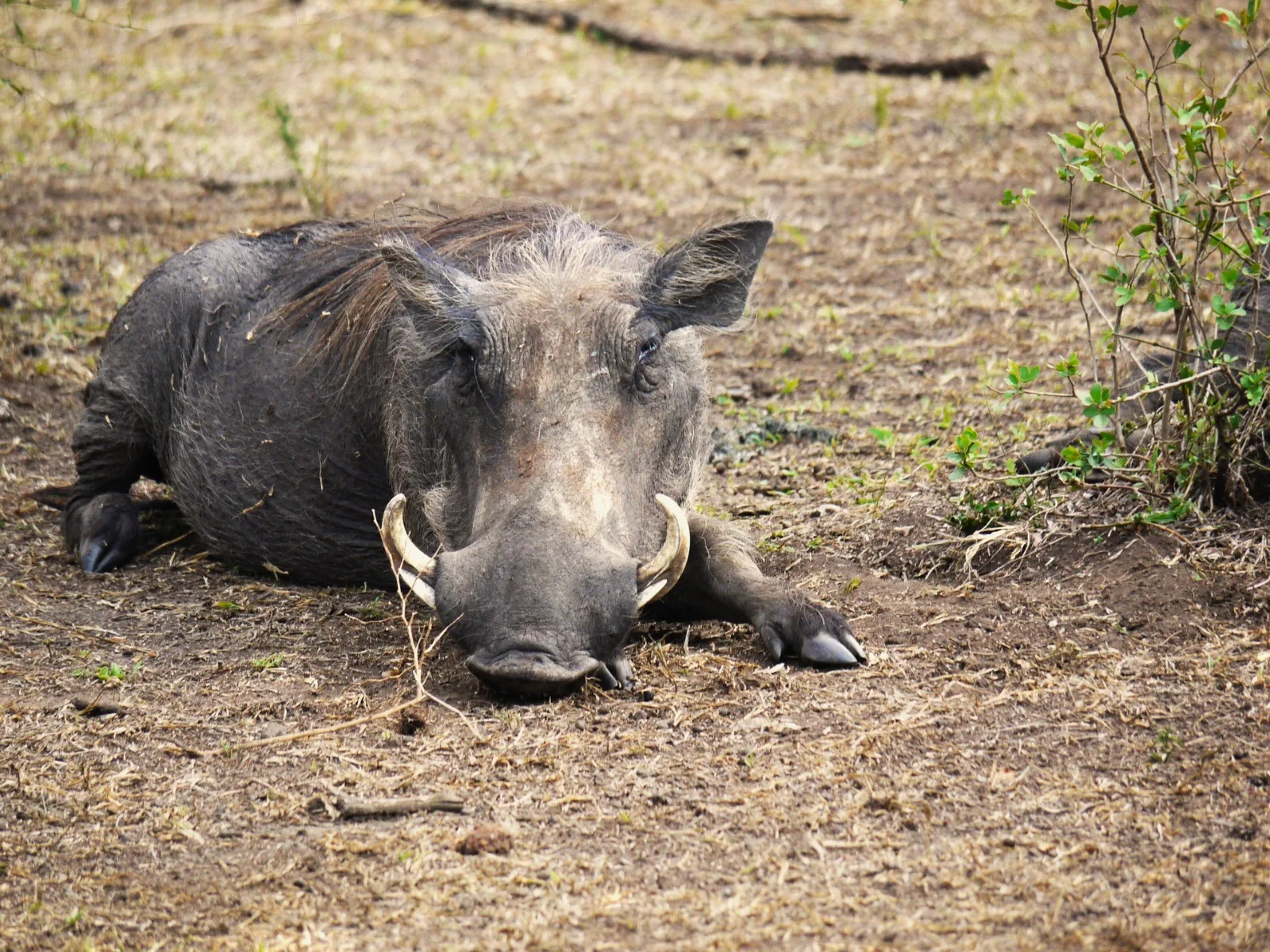 Common Warthog