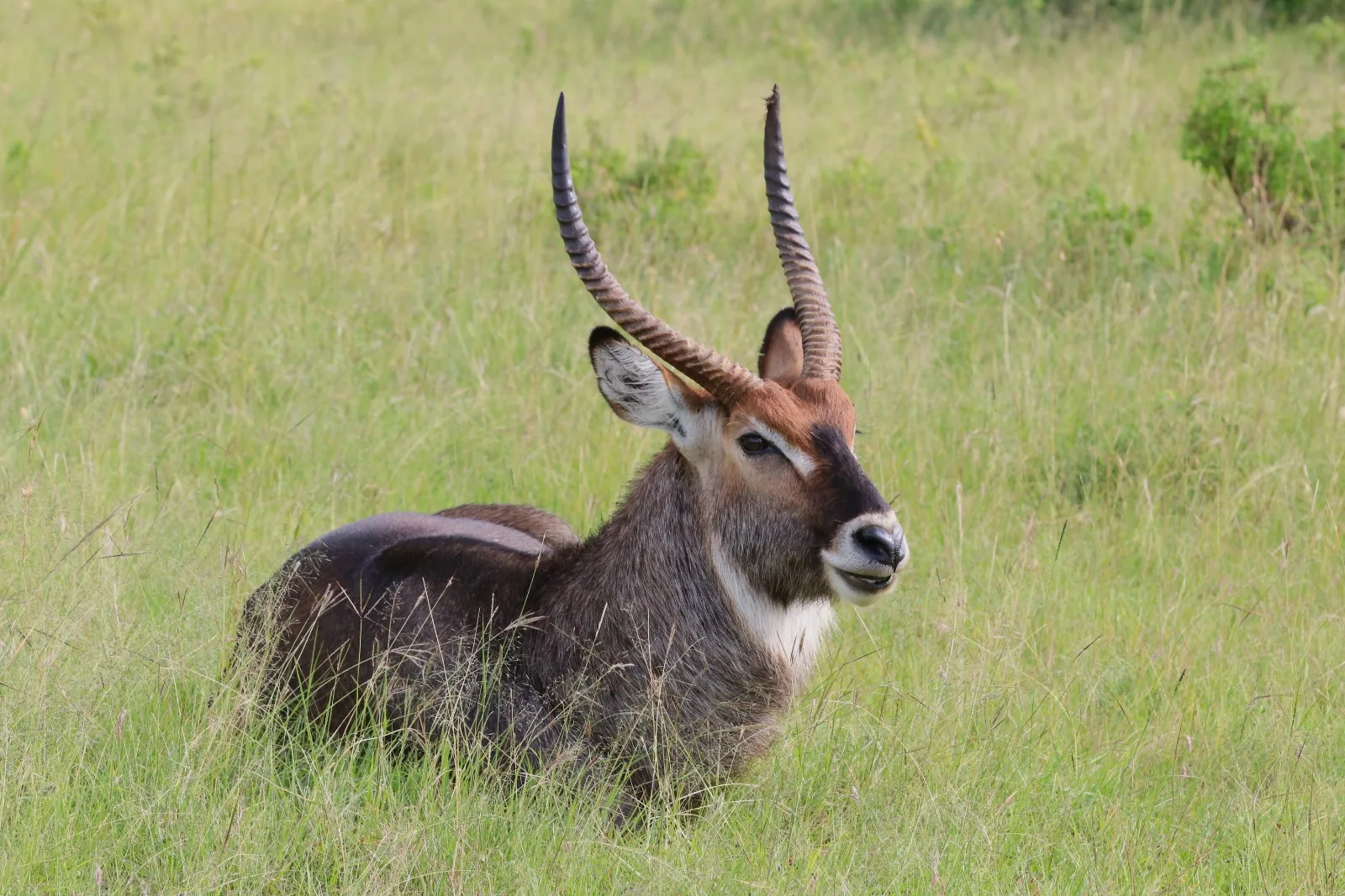 Defassa Waterbuck