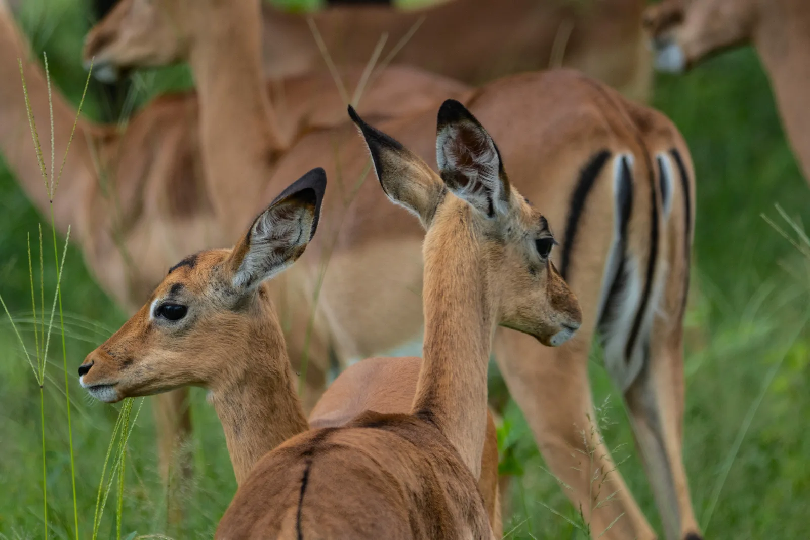 Impala