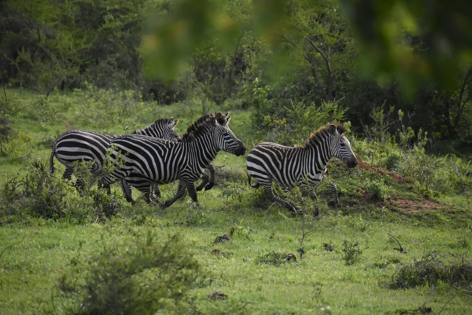 Zebras Running shown on the Lake Mburo National Park page.