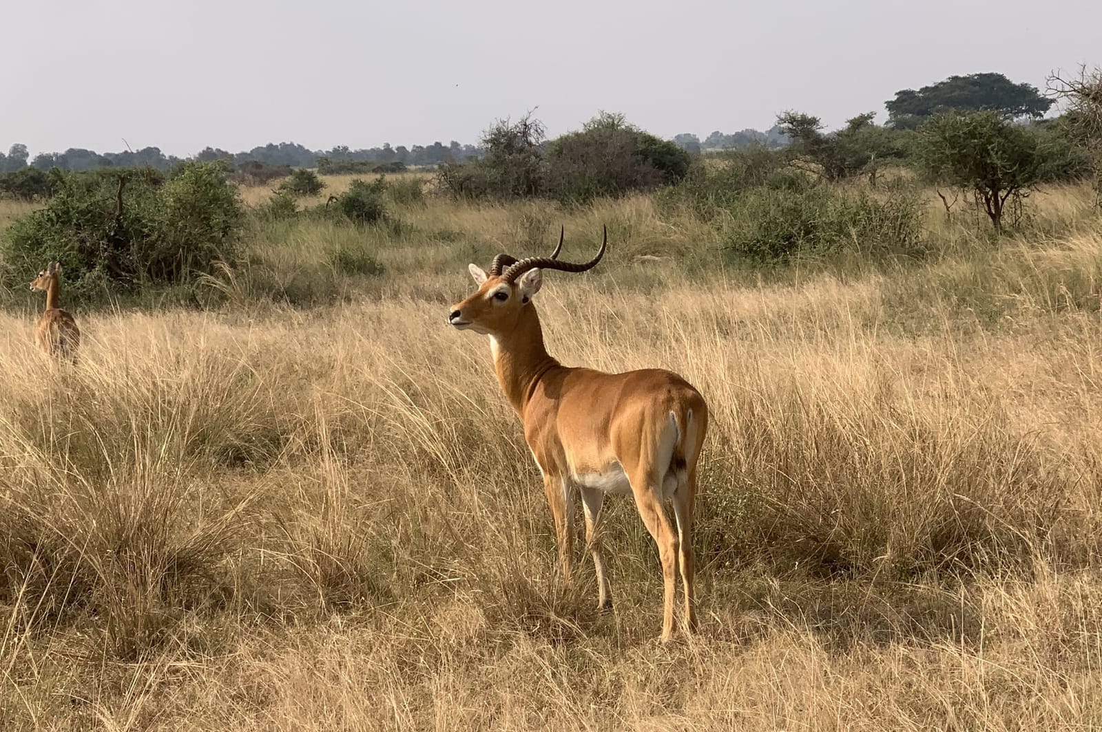 Antelope In Queen Elizabeth shown on the Queen Elizabeth National Park page.