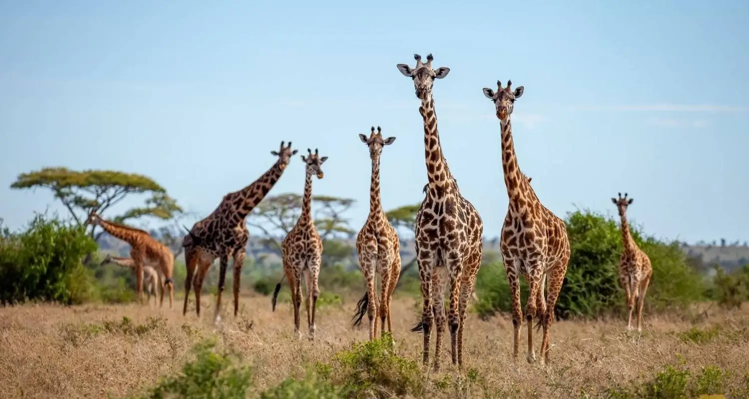 Giraffes In Queen Elizabeth shown on the Queen Elizabeth National Park page.