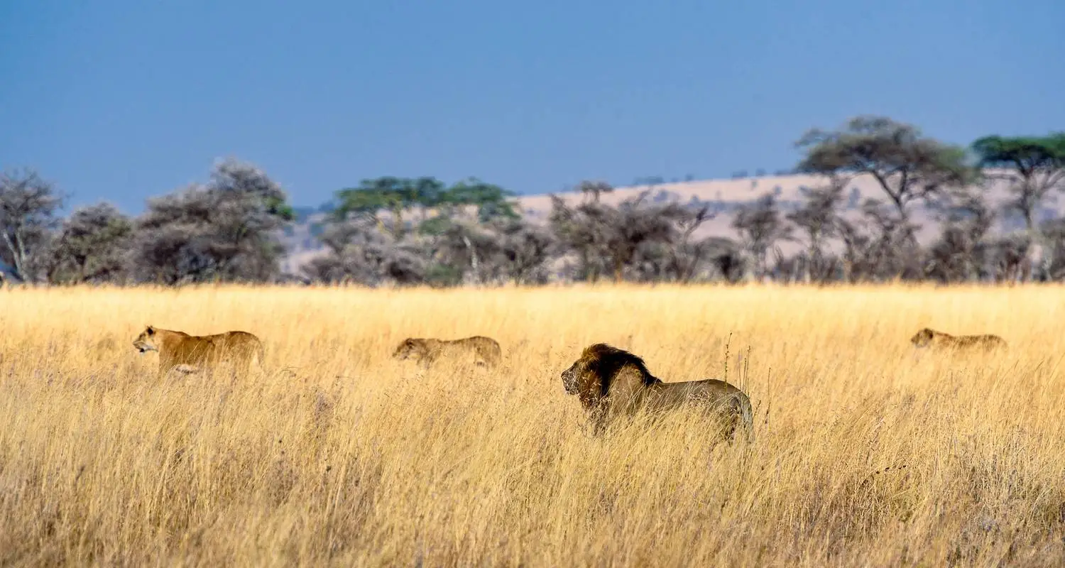 Which Uganda National Park Is Right for You? A Park-by-Park Guide
