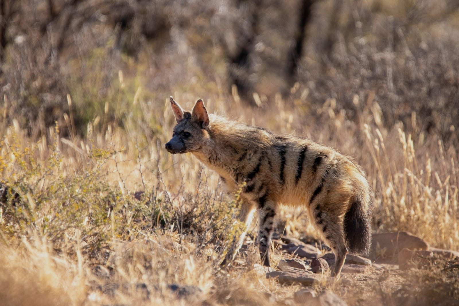 Aardwolf