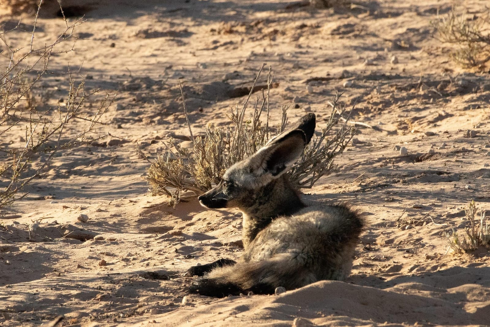 Bat-eared Fox