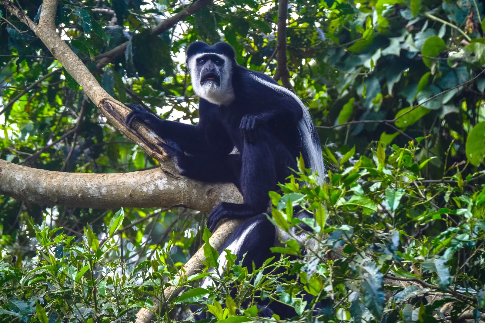 Black-and-White Colobus Monkey