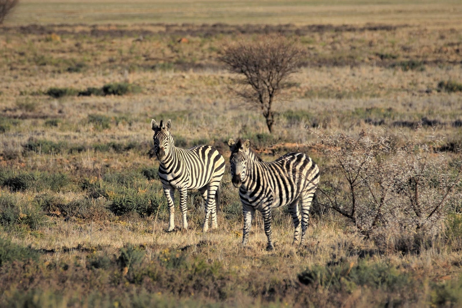 Burchell's Zebra