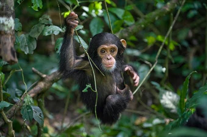 5-Day Primates of the Earth