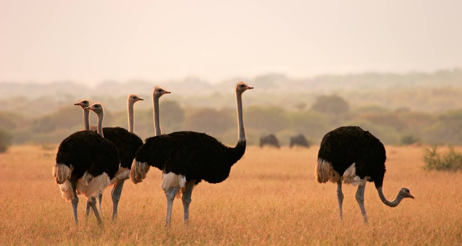 Common Ostrich