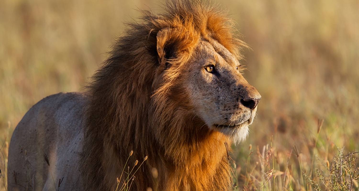 African Lion