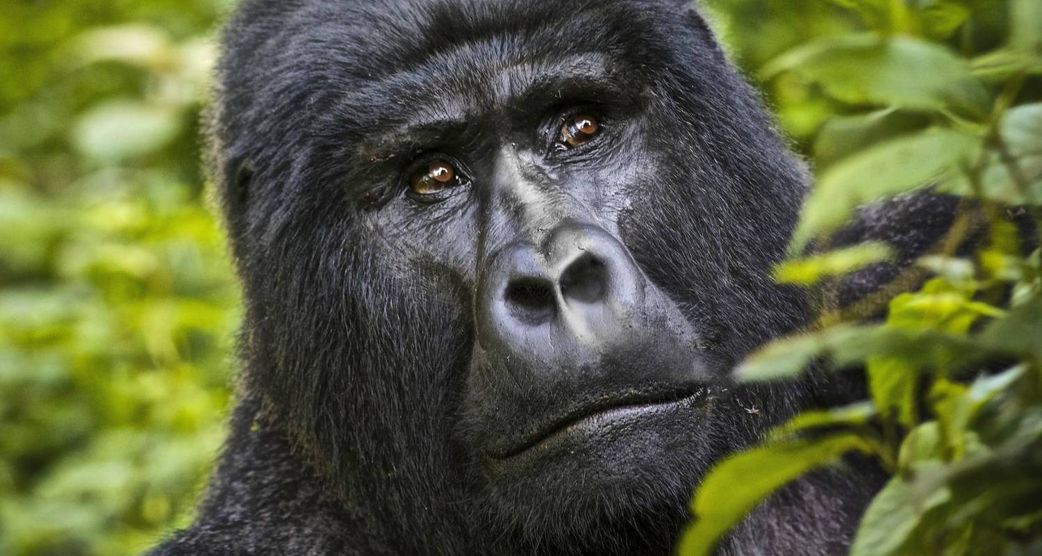 5-Day Primates of the Earth