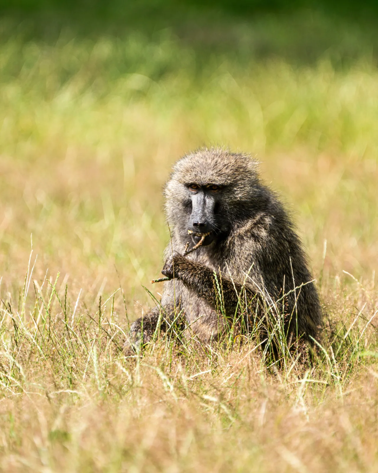 Olive Baboon