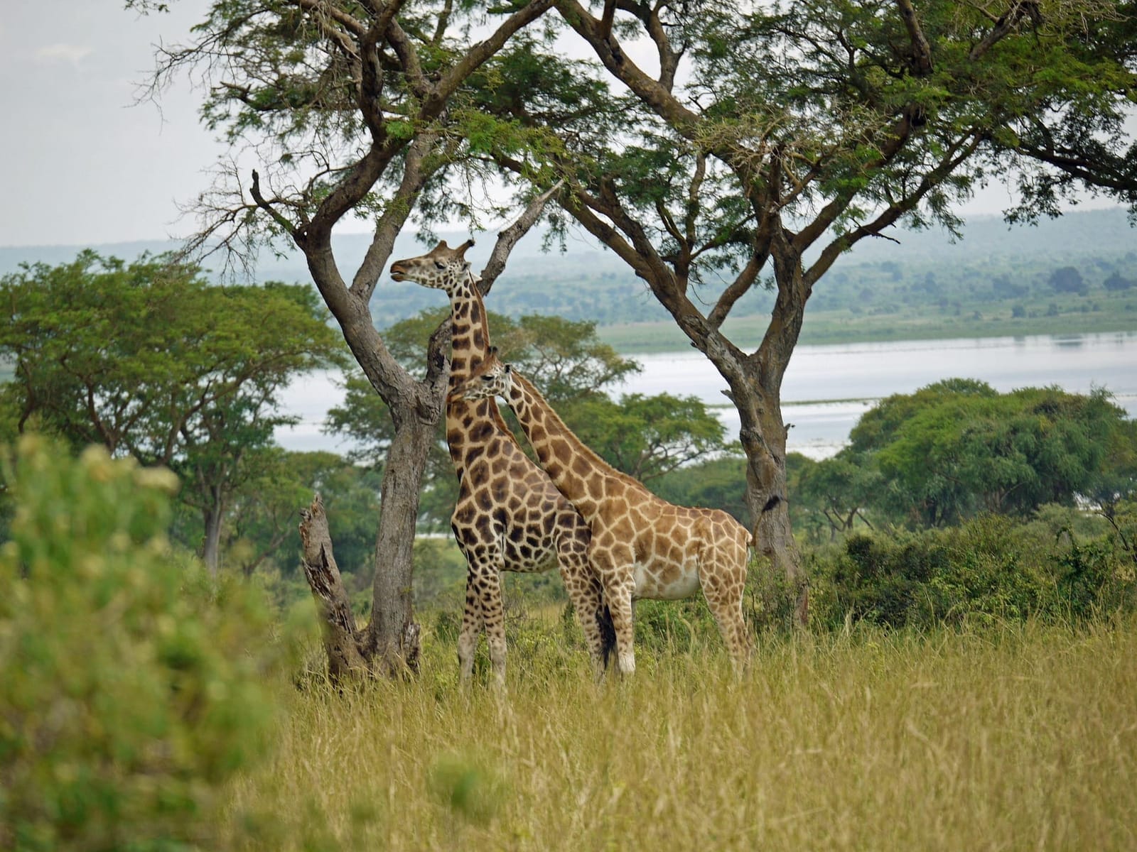 Rothschild's Giraffe