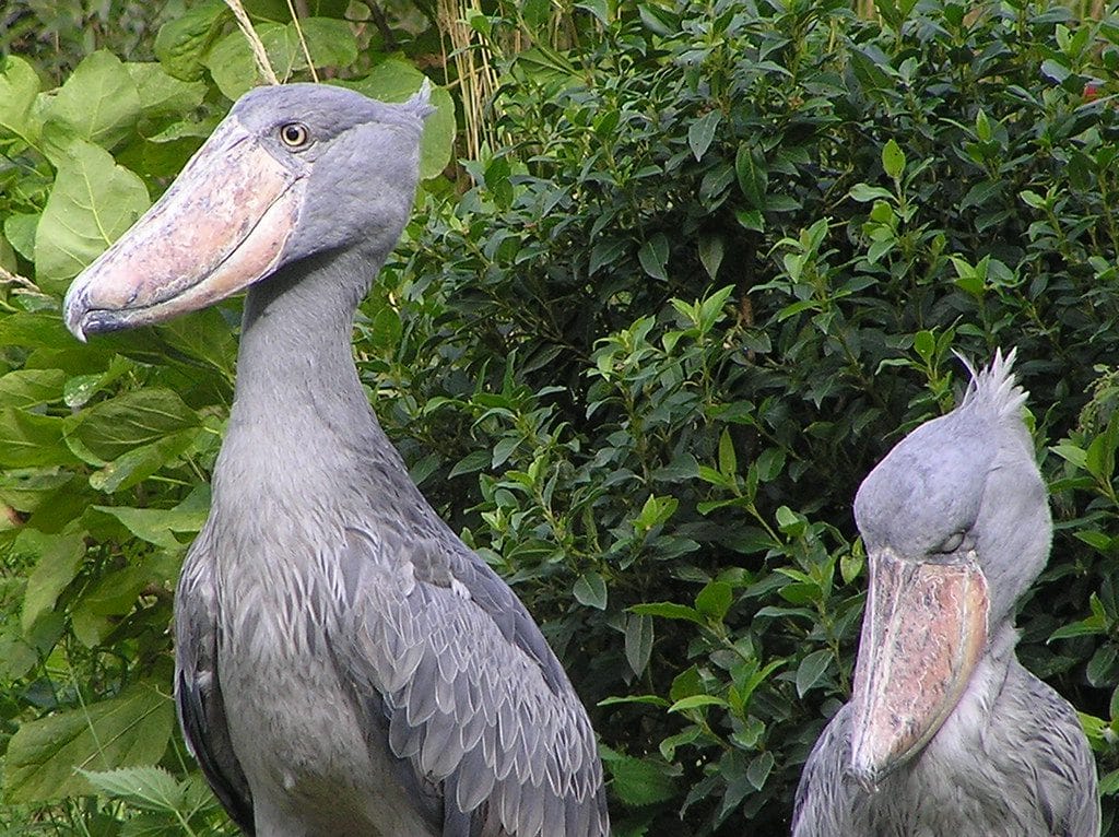 Shoebill Stork