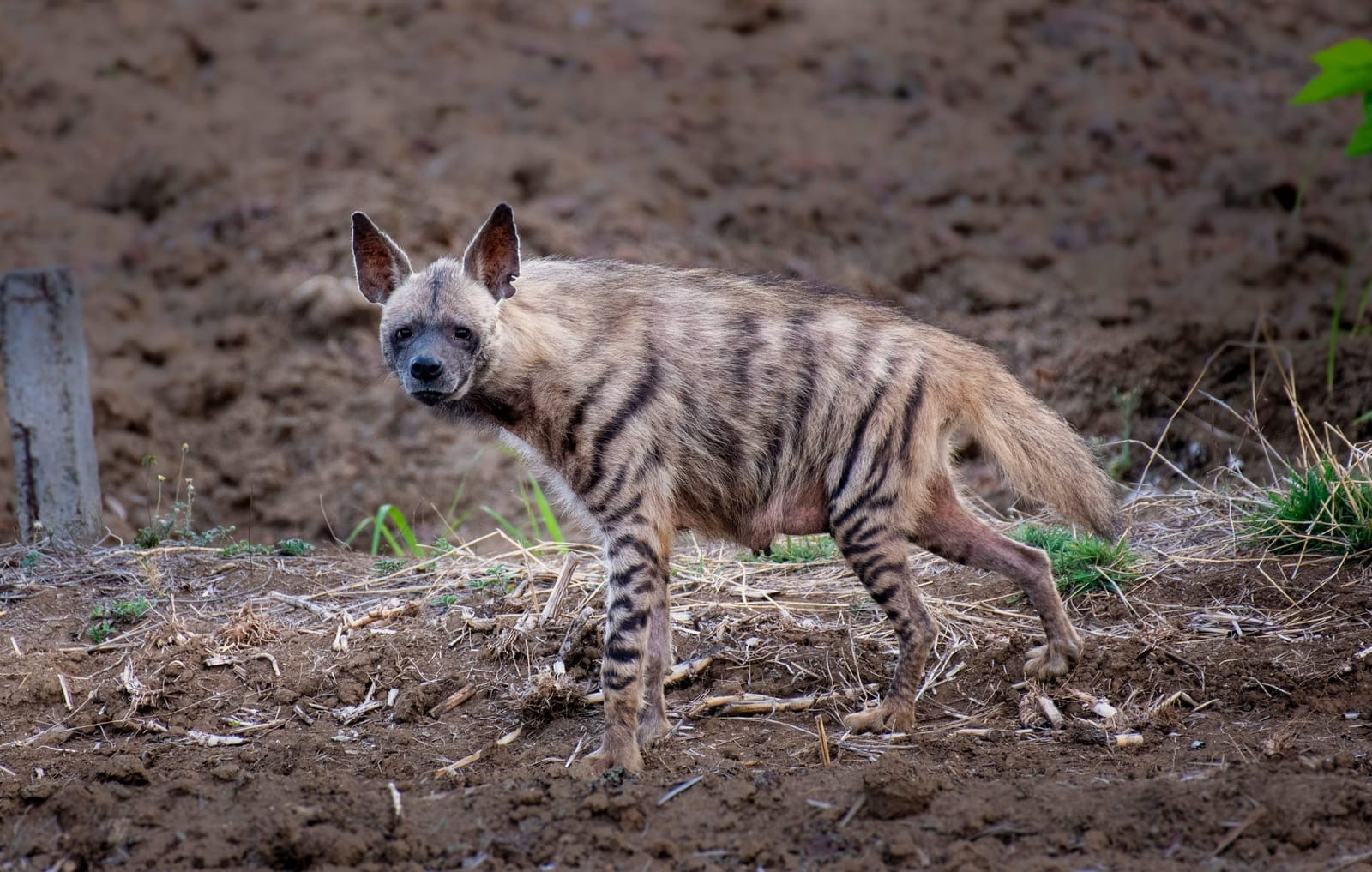 Striped Hyena