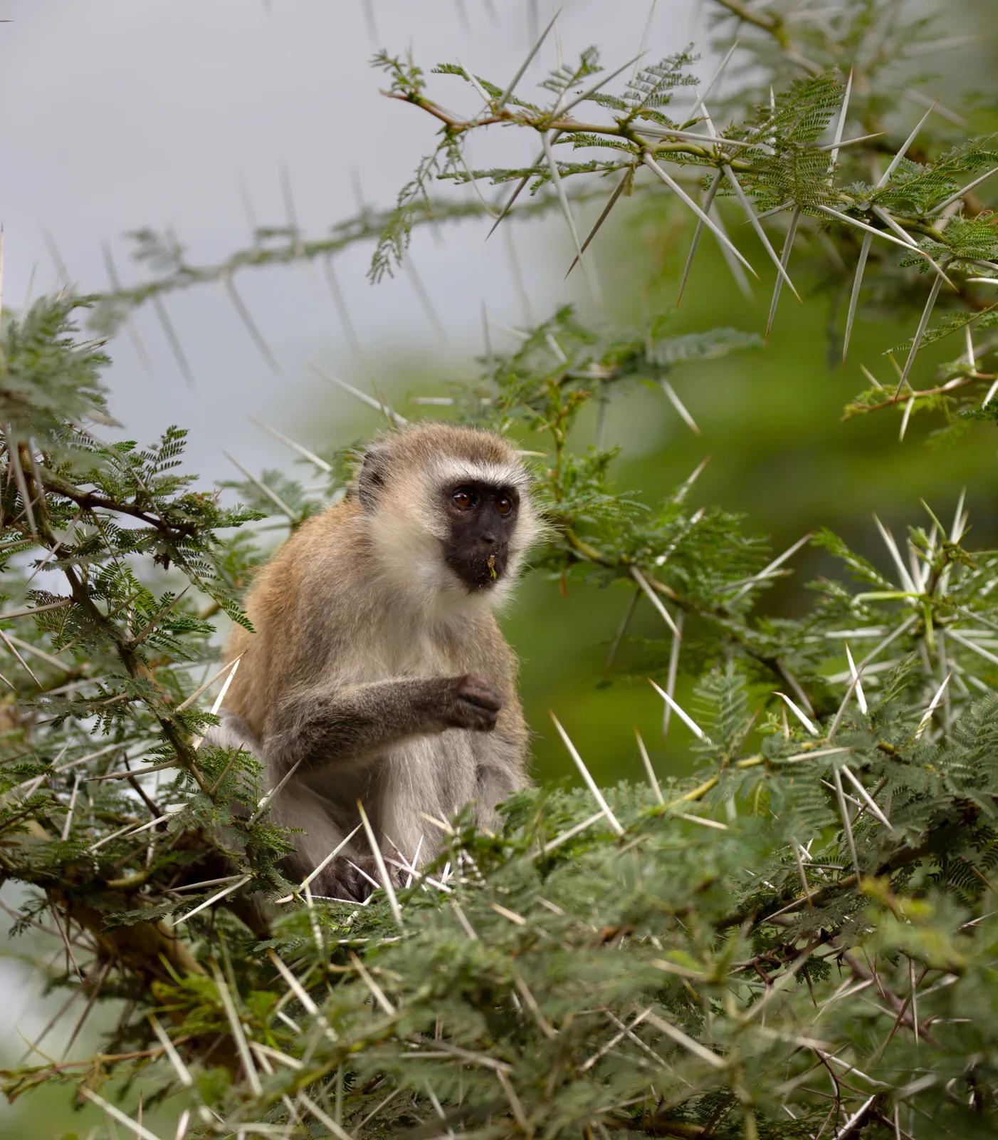 Vervet Monkey