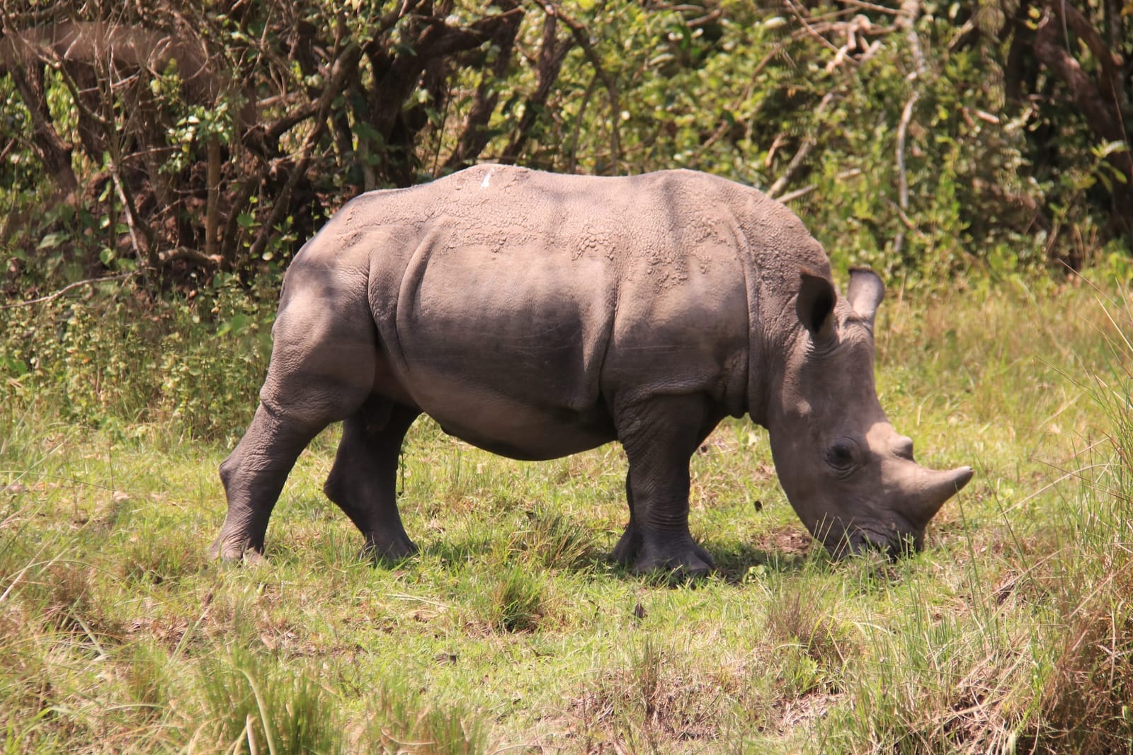 White Rhino
